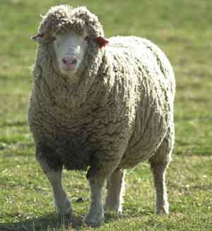 File:Sheep.jpg