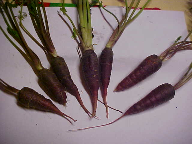 File:Purple dragon carrots.jpg
